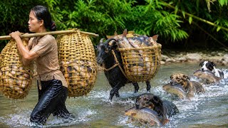 How to set a trap and catch massive river carp overnight—accompanied by dog and goat.
