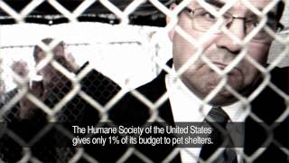 Hsus Lawyers In Cages