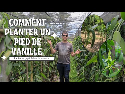 Vanillier, Vanille : planter, cultiver, multiplier