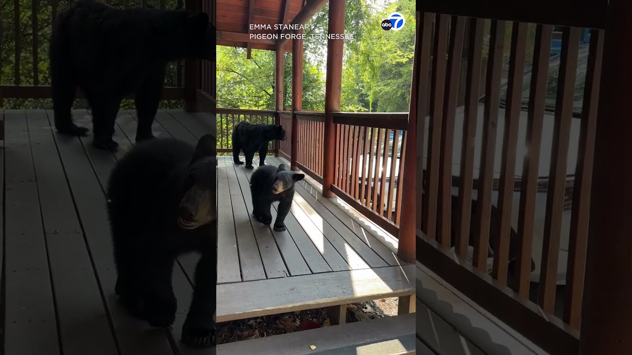 Close Encounter With Mama Bear And Her Cubs