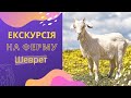 Козяча ферма Шеврет (Елізи) екскурсія на ферму та дегустація французьких сирів, самостійні подорожі