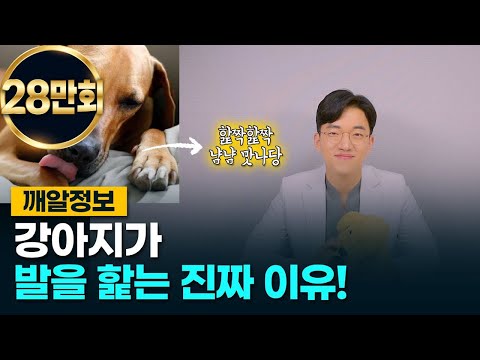 강아지가 발을 핥는 진짜 이유 (습진이 아니다?)