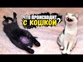 Что происходит с нашей кошкой? SANI vlog