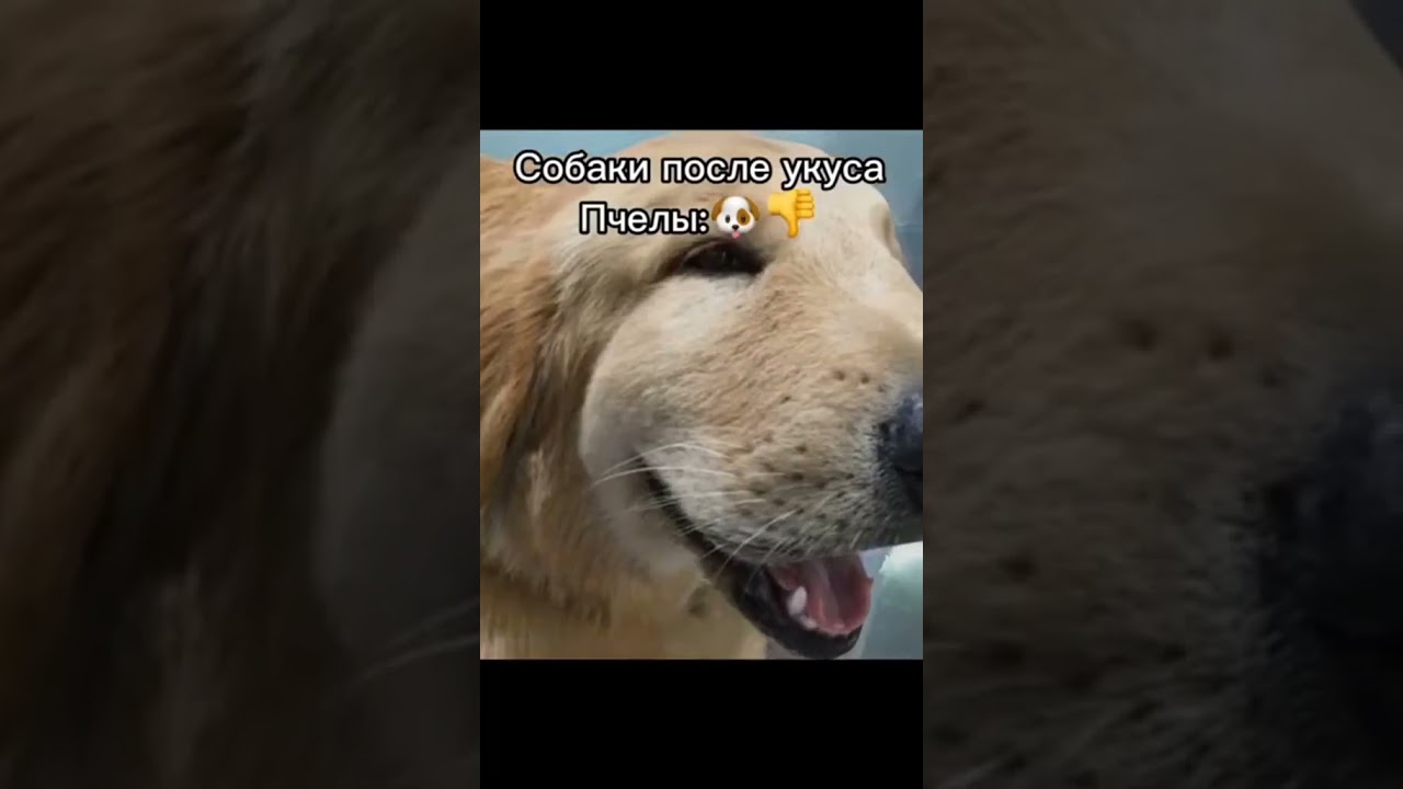 эмоция сухариков с семгой 