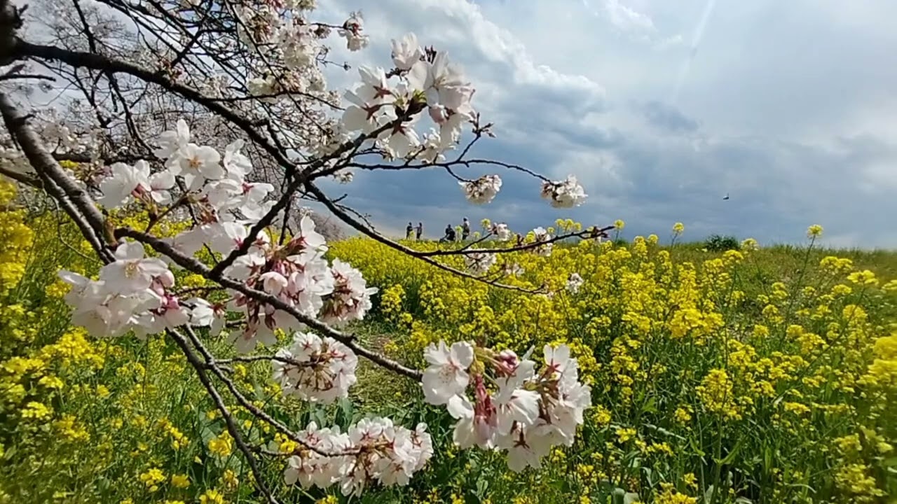 菜の花と桜はどこまで続く？今年も行きたい！熊谷桜堤🌸