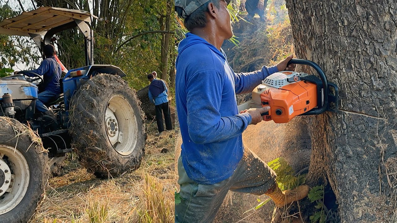 EXCELLENT !! Cut down a large trembesi tree by the river, Stihl ms881 ...