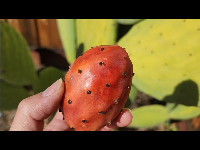 Picking Prickly Cactus Pears Tuna Tunas How to Safely Pick and Eat Eating  Consume Consuming Them - YouTube