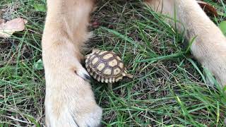 Tortoise meets Sylar by Jade Skywalker 11 views 3 years ago 38 seconds