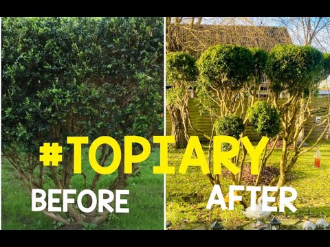 Video: Topiary - Prerje Flokësh Kaçurrelë E Bimëve