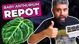 Anthurium Seedlings, Part 1️⃣ 🌱 ~  Let's Transplant 15 Tiny Rare Plants! 🤯