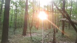 Morning walk in the woods