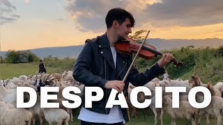 Despacito - violin cover in the mountains for an unusual audience 🐑