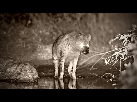 Hyena Has A Wee In The Water