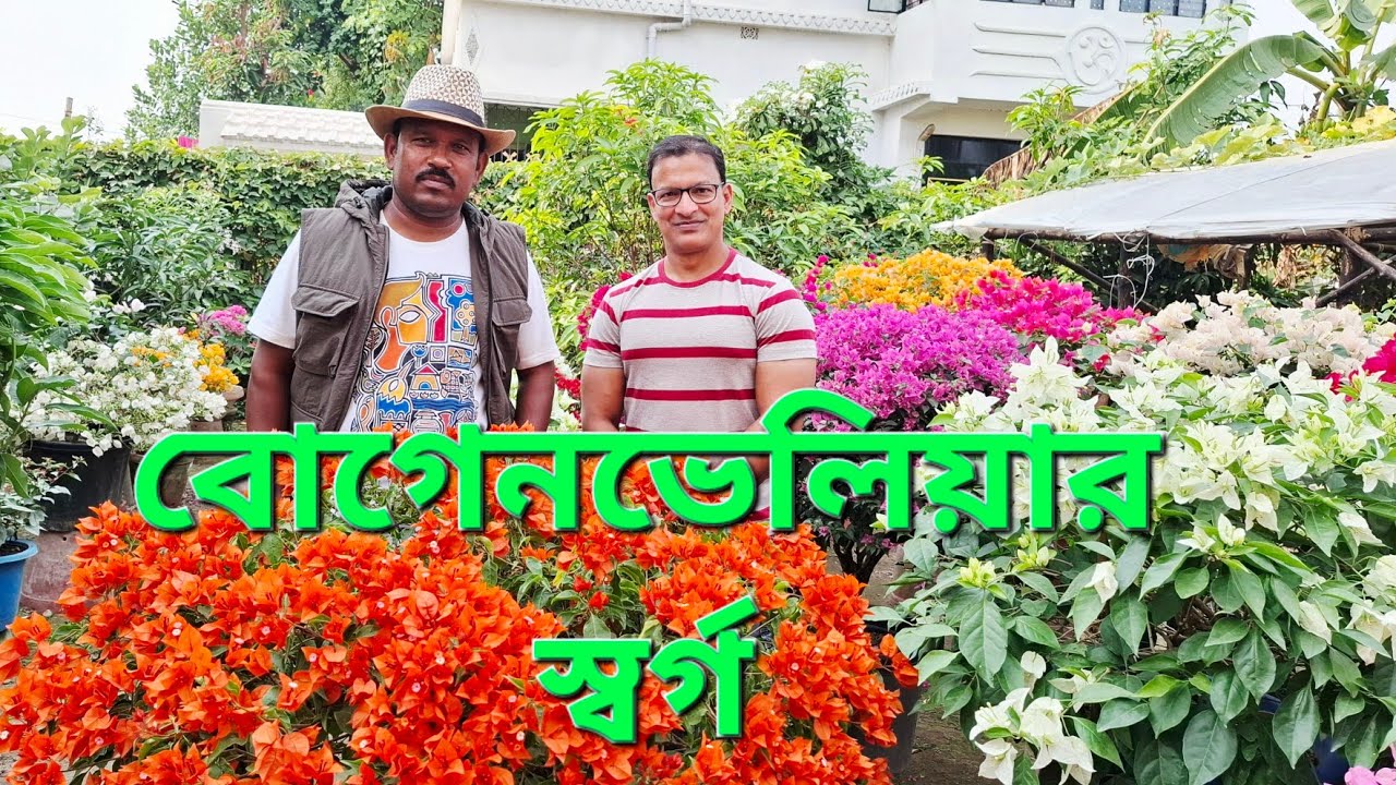 বোগেনভেলিয়ার স্বর্গ|How to grow bougainvillea at home|@SubMomThita 