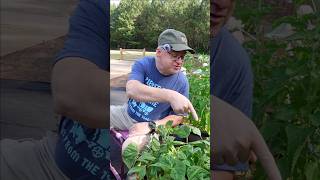 Make Your Own Soil Experiment | Beans and Bugs in Week 8