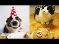 101 Happy Pet Expressions That Make Your Heart Melt