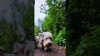 Sealyham Terrier walks Stodmarsh Nature Reserve 3rd May 2024 #dogs  #dog