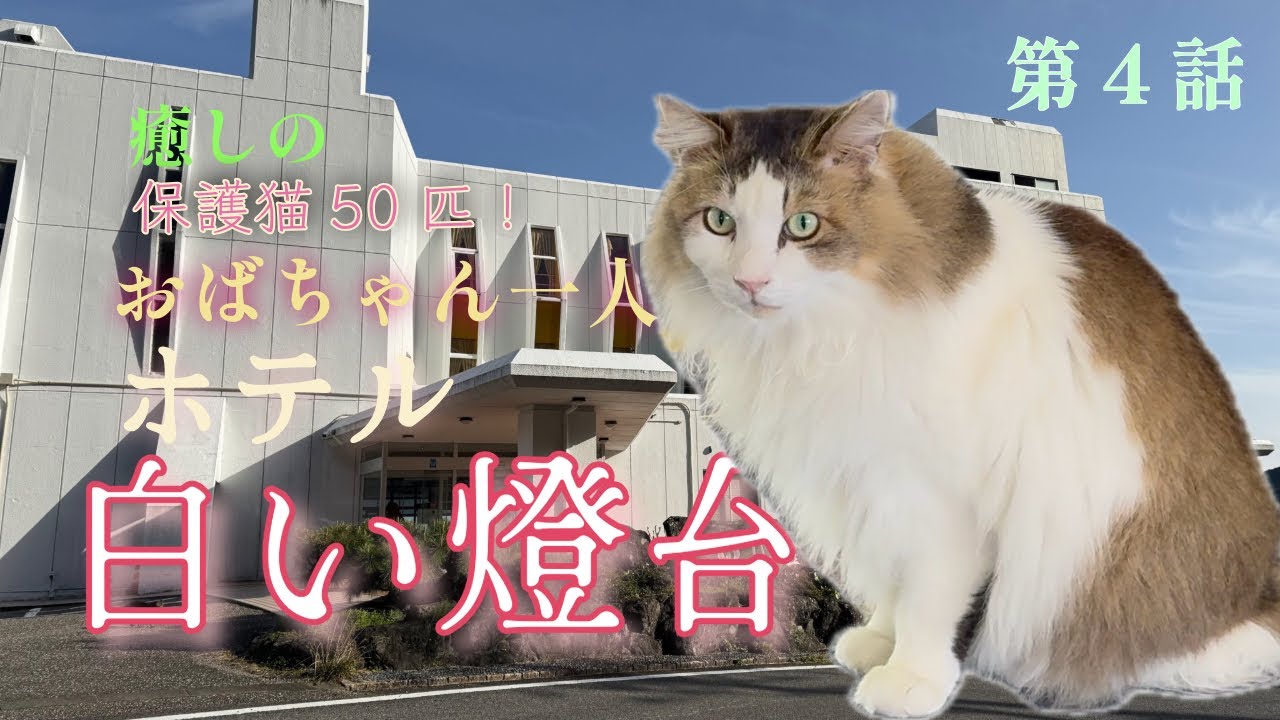 第4話　保護猫50匹に癒されまくるホテル白い燈台へまたまた行ってきました