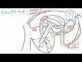 Bronchopulmonary Circulation for the USMLE Step 1