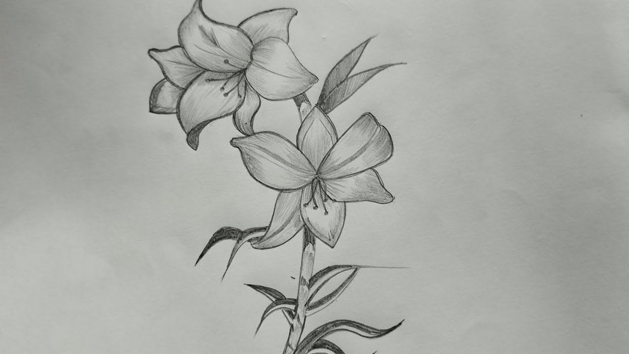 How to draw lily flower in shade easy beautiful YouTube