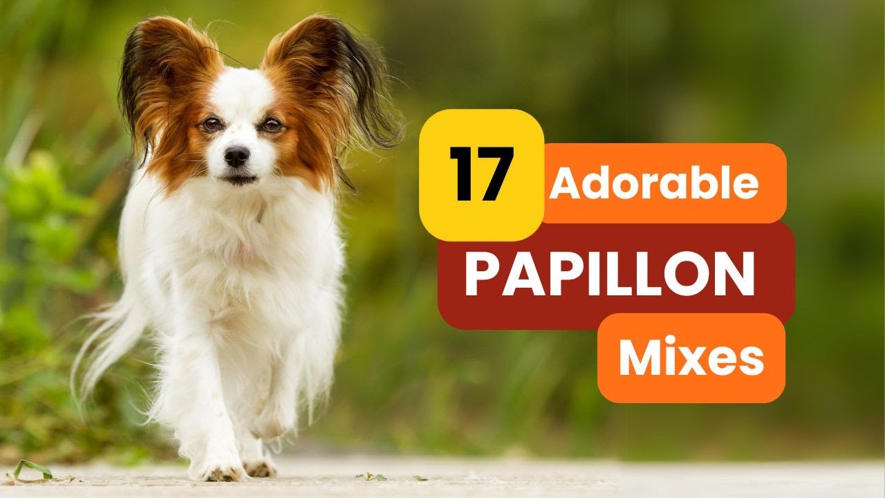 17 Adorable PAPILLON Mixes You’ll Instantly Love!