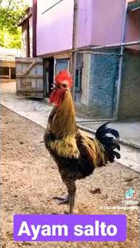 AYAM SALTO #jnations #shorts #viral #tiktok #funnyvideo