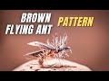 Brown fly ant  fourmis brune volante  montage de mouche  mouche  truite  fly tying