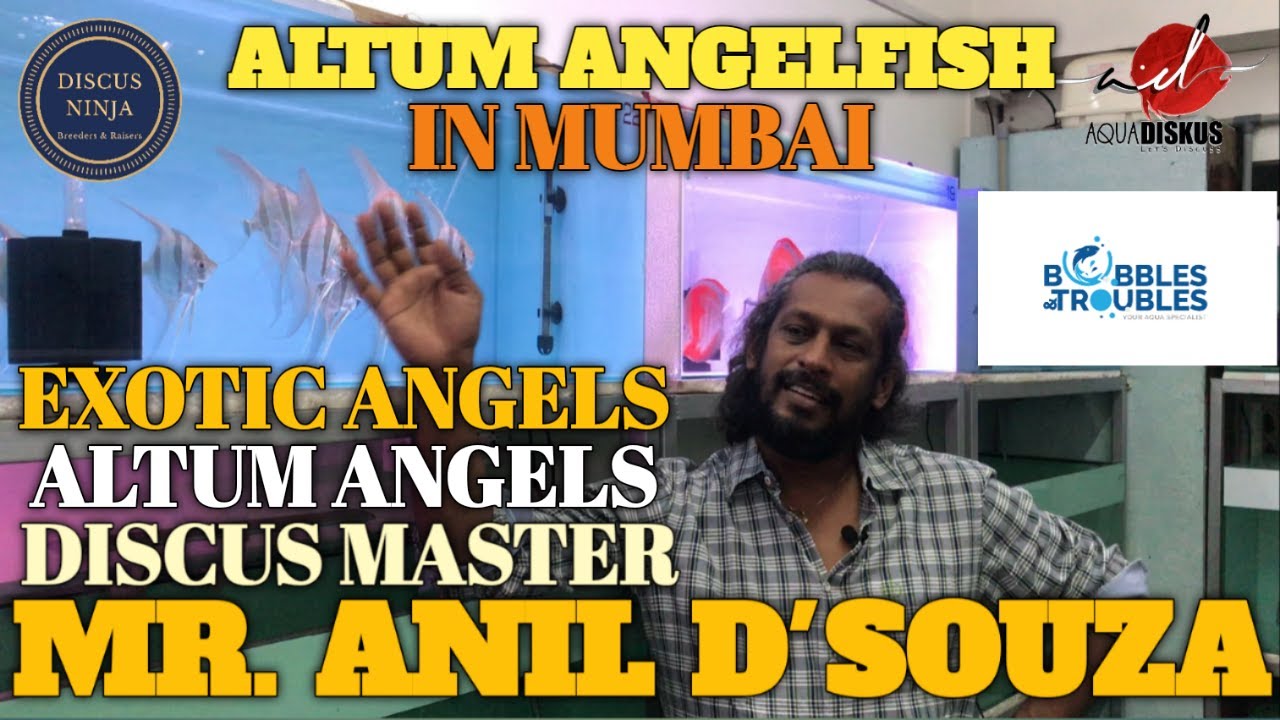 ALTUM ANGELS @ AQUA DISKUS MUMBAI | EXOTIC ANGELS @ ANIL D'SOUZA