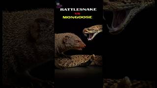 🐍 Rattlesnake vs Mongoose 🐾 Epic Survival Battle | Wildlife Shorts 🌍 By She Zan Mahmud. #shorts
