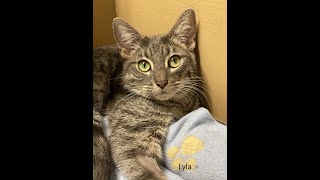 Lyla by Rocky Rideough 83 views 11 months ago 2 minutes, 56 seconds