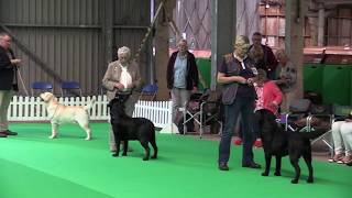 City of Birmingham 01/09/2019 by Labrador Retrievers by Dahlin 3,362 views 4 years ago 55 minutes