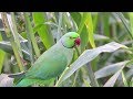 Beautiful Parrot and Parrot Sound - Parrot Compilation #001 - Parrot Paradise