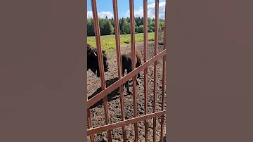 Сентябрь 2021. Зубробизоны. Токсово.