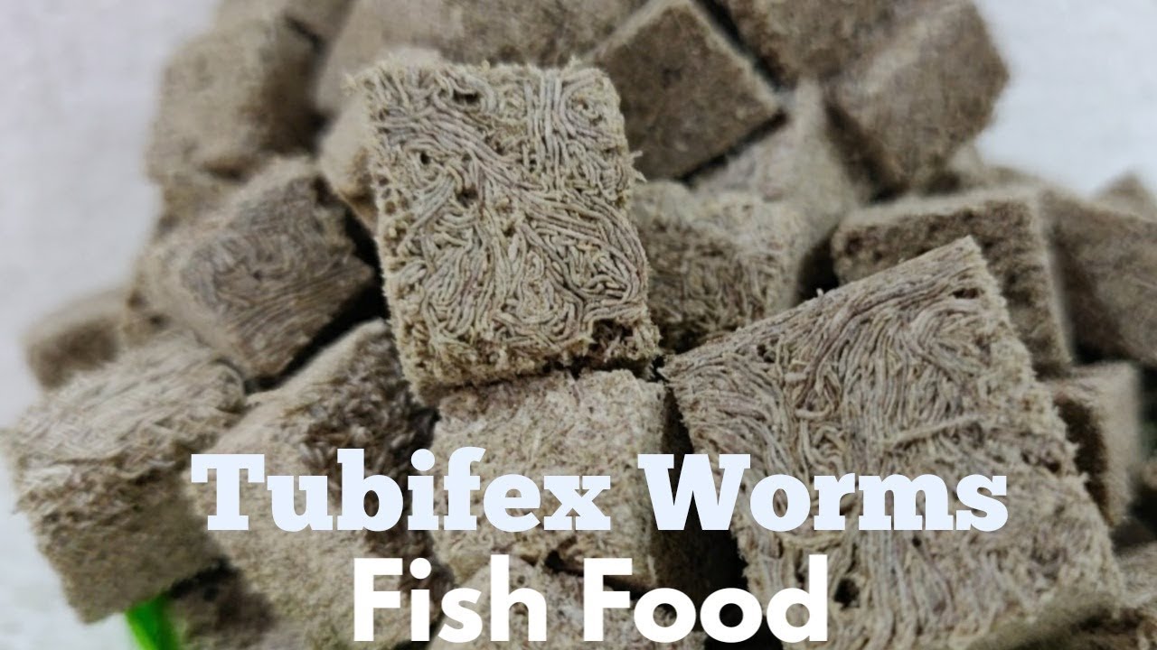 dry worms fish food