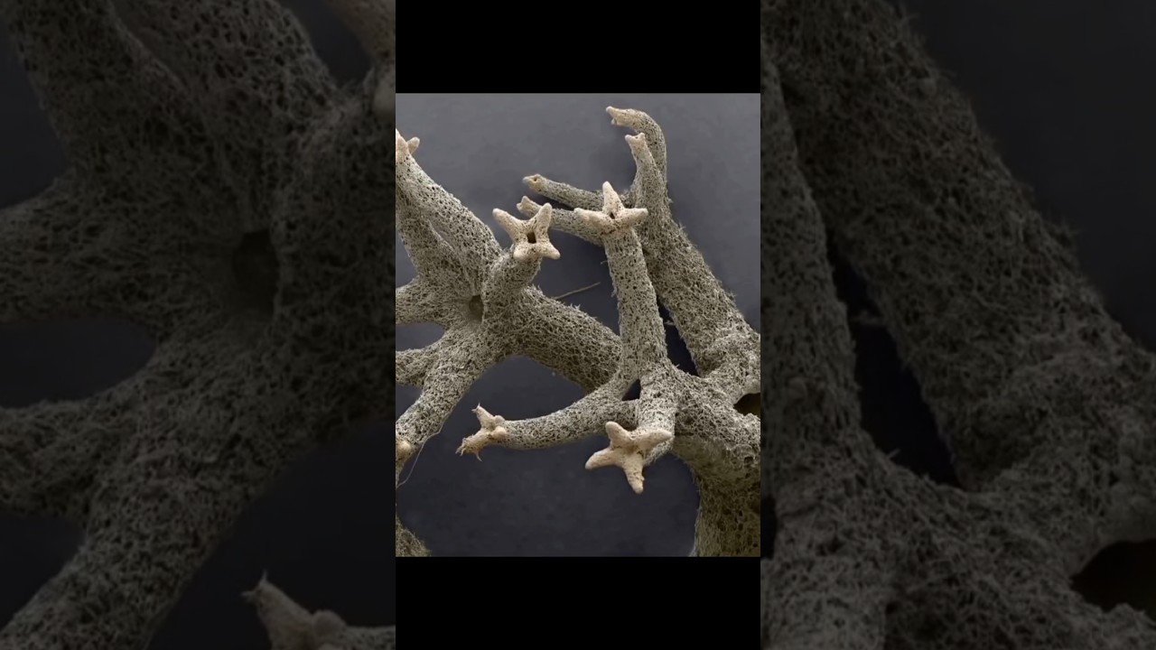 Путешествие в чужую вселенную прямо под ногами! 