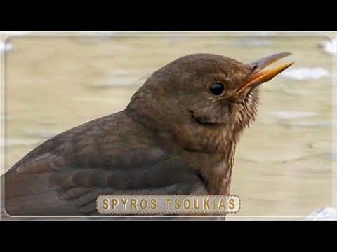 Κότσυφας - Κότσυφας