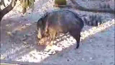 Javelina Family in Tucson on the East side of town