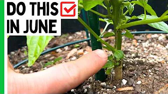 5 Essential June Tasks for Thriving Pepper Plants