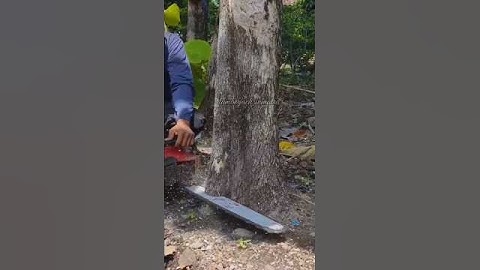 the process of cutting down the last teak tree today#cuttingwood#lumberjack#woodworking#shortvideo