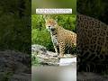 A Jaguar Approached Humans For Help To Save Her Cub A Jaguar Approached Humans For Help To Save Her Cub