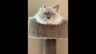 My Ragdoll hates going to Vet by Cute Cat Corner 5 views 7 months ago 19 seconds