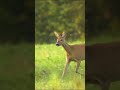 Metastatic Roe Deer Got In My View | Wildlife Photography