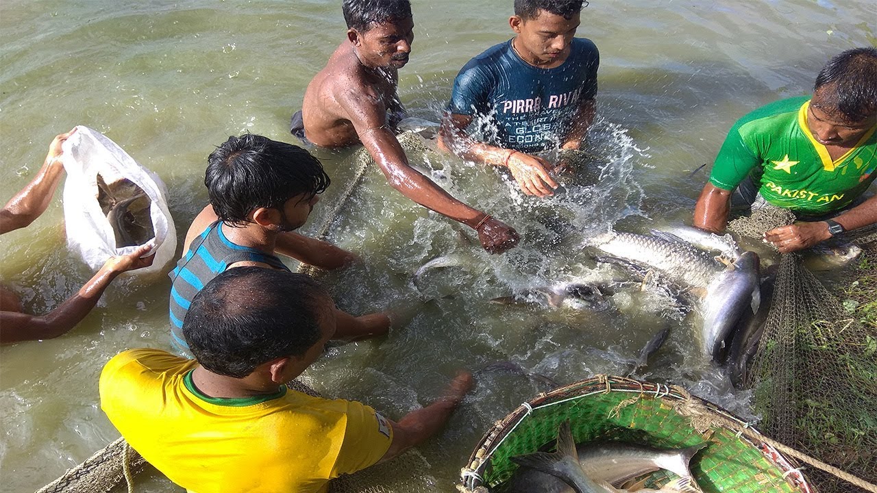 Panggas And Mrigel Carp Mixed Fish Farming In Pond Fisherman Catching