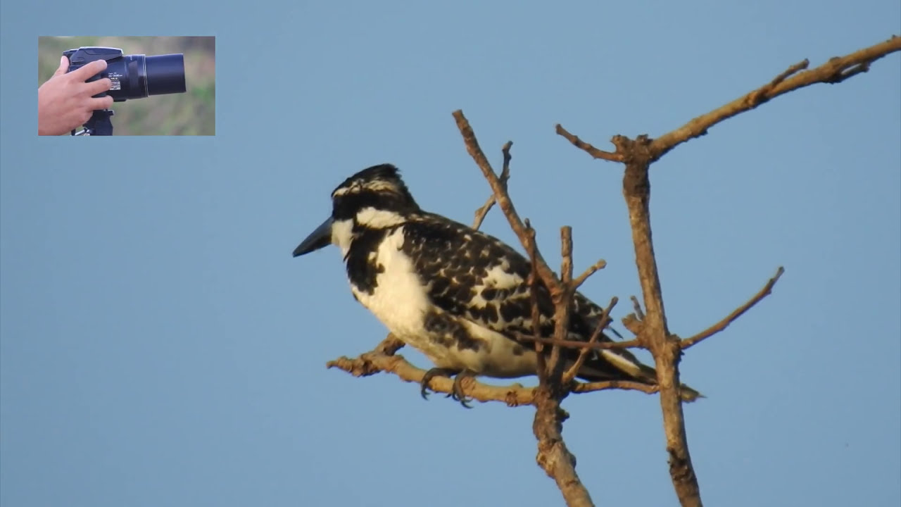 Nikon coolpix p900 Zoom Test For bird photography YouTube