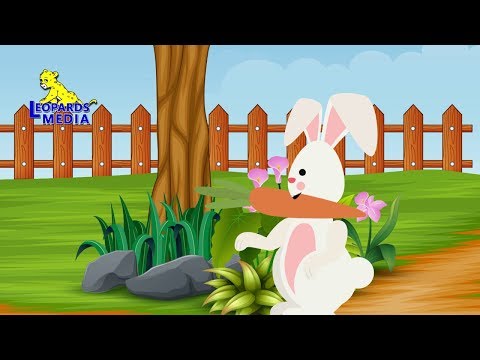 Hello Mr Bunny | English Nursery Rhymes | English Kids Songs