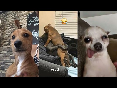 Video: 18 tweets om hundar som är för peka att inte skratta