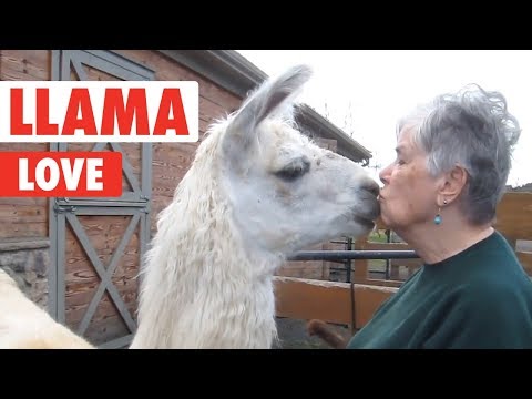 llama-love-|-funny-animal-video-compilation