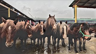 OT BOZOR! HORSE MARKET IN UZBEKISTAN! КОННЫЙ РЫНОК УЗБЕКИСТАНА!