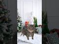 くっだらなくてどうしようもない　12月の水曜日（OIIA CAT ver.） thumbnail
