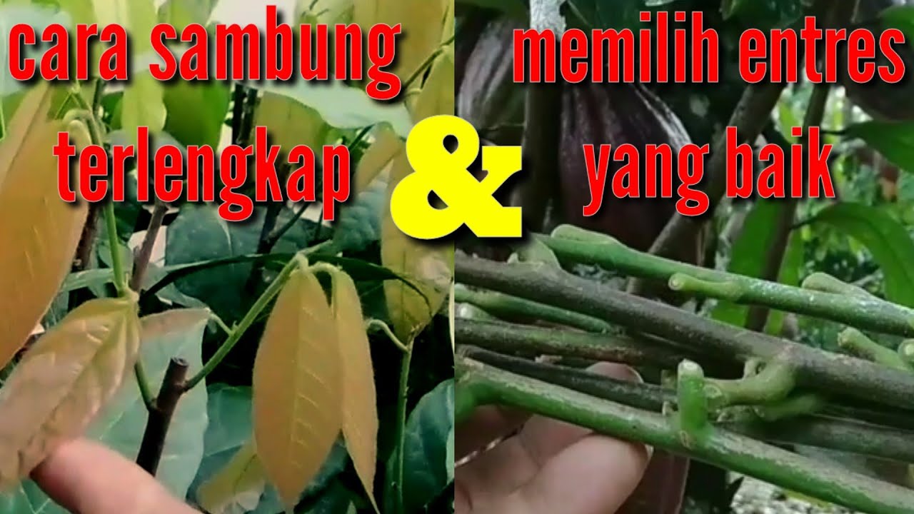 cara sambung pucuk kakao|| terlengkap anti gagal| memilih entres yang baik @ladanggayo8793
